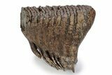 Fossil Woolly Mammoth Upper M Molar - Poland #357020-1
